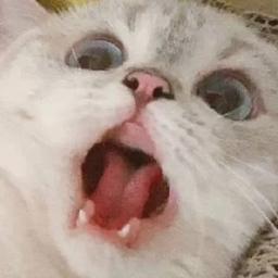 custom wes anderson style