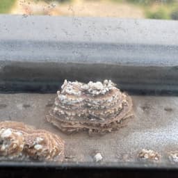 Жекич Дубровский 