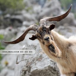 Sharukh khan voice mail 