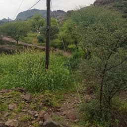 مايا العبسي 