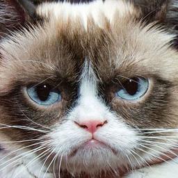 Grumpy Cat (Animeme)