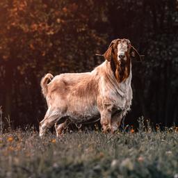 Atif aslam voice mail