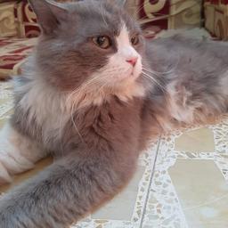 عريان السيد خلف