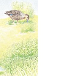 Mother Tiger and her Cubs