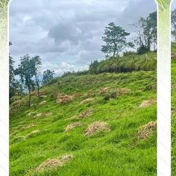 pepe toño macias capitan america