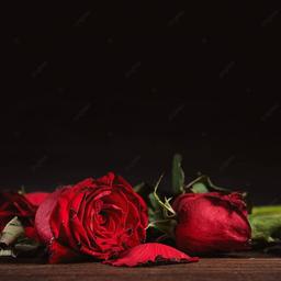 السيد رائد الحيدري 