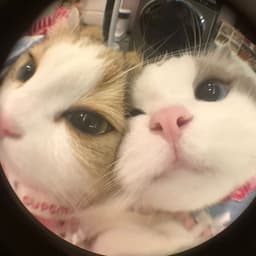 Очень Сложные Вопросы