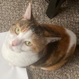 Lizzie The Cat (Meowing)