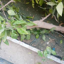 السلام عليكم