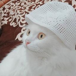 Marinate Aka Ladybug 