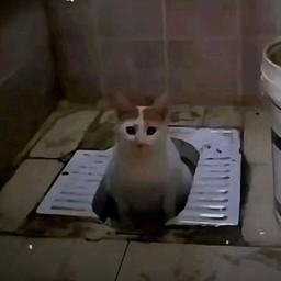 ارمين قبل كسر الجدار