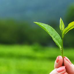 好茶馆班章五寨老茶头500克