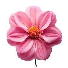 SILVIA ESPANHOL MÉXICO