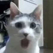 Tomasz Zborek - POLONES